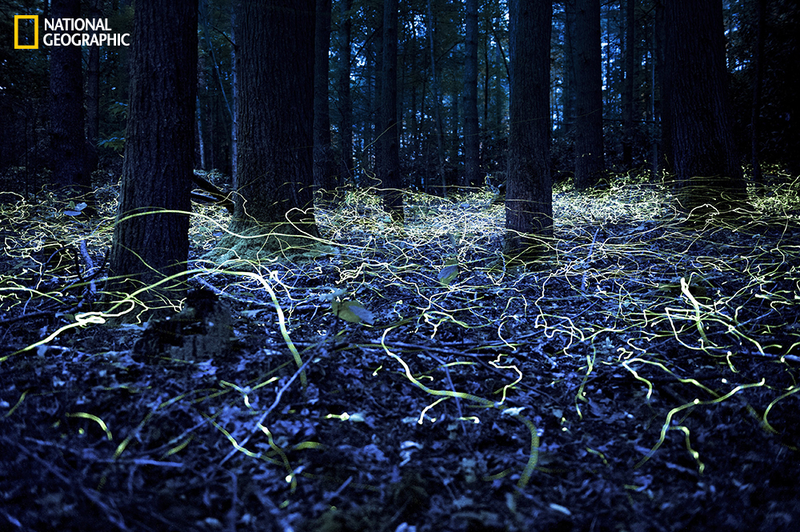 Illustration for article titled Luminous Nature Photographs Will Restore Your Sense of Wonder
